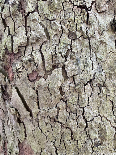 Closeup of platania hispanica bark photo