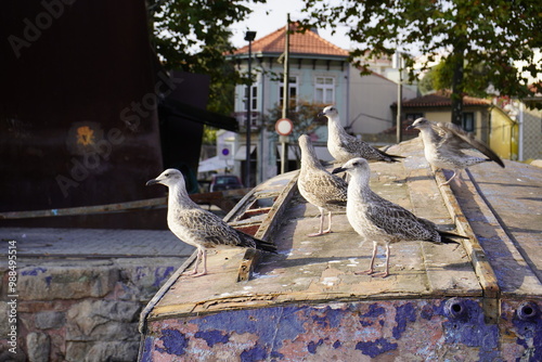 The Yellow-legged Gull young (Larus michahellis) is a species of bird within the gulls (Larinae). Atlantic coast Porto, Portugal. photo