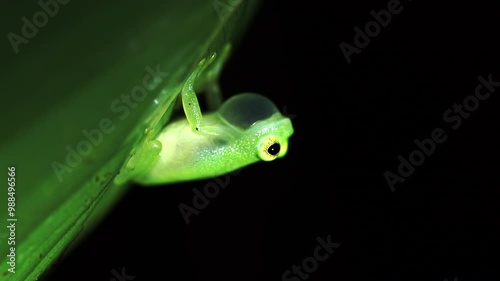 The Tobago Glass frog Hyalinobatrachium orientale tobagoense. An endemic subspecies of glass frog found only on Tobago and not Trinidad. A small green frog crouches on a leaf at night and sings.
