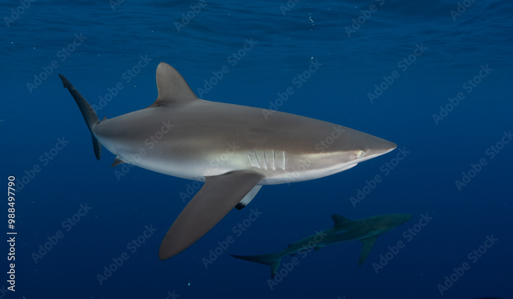 a close up of a shark a close up of a shark