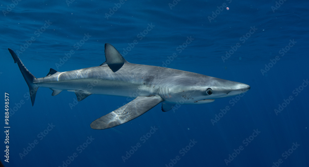 a close up of a shark a close up of a shark