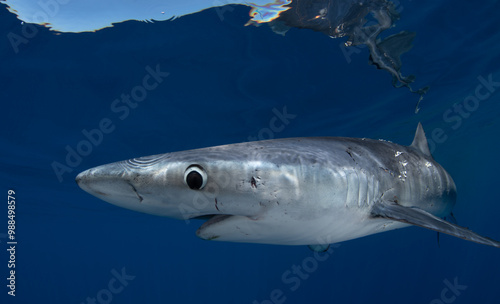 a close up of a shark