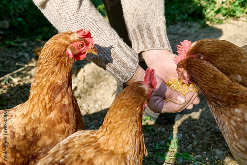 Man feeding hens at poultry farm photo