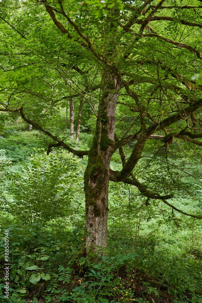 Obraz premium Tree covered in moss
