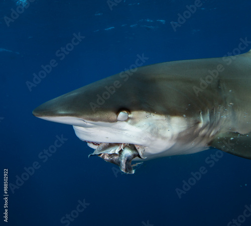 a close up of a shark eating