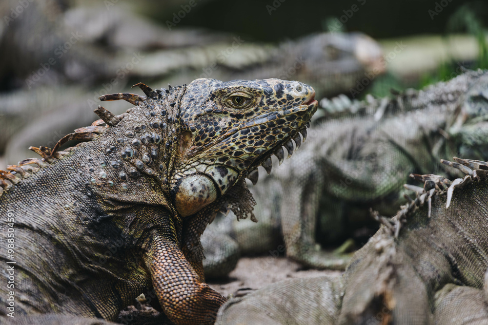 Fototapeta premium A majestic iguana rests peacefully among its companions, showcasing intricate patterns and vibrant textures. Its sharp gaze reflects a unique blend of strength and serenity.