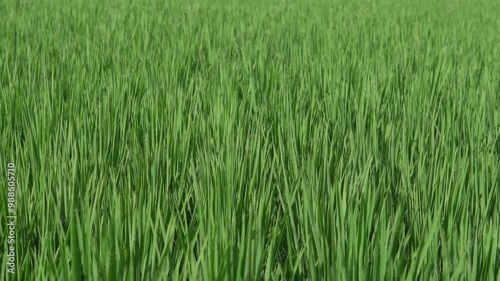 grass on a field hit by the wind at windy weather, 4K footages grass on a field hit by the wind at windy weather, 4K footages