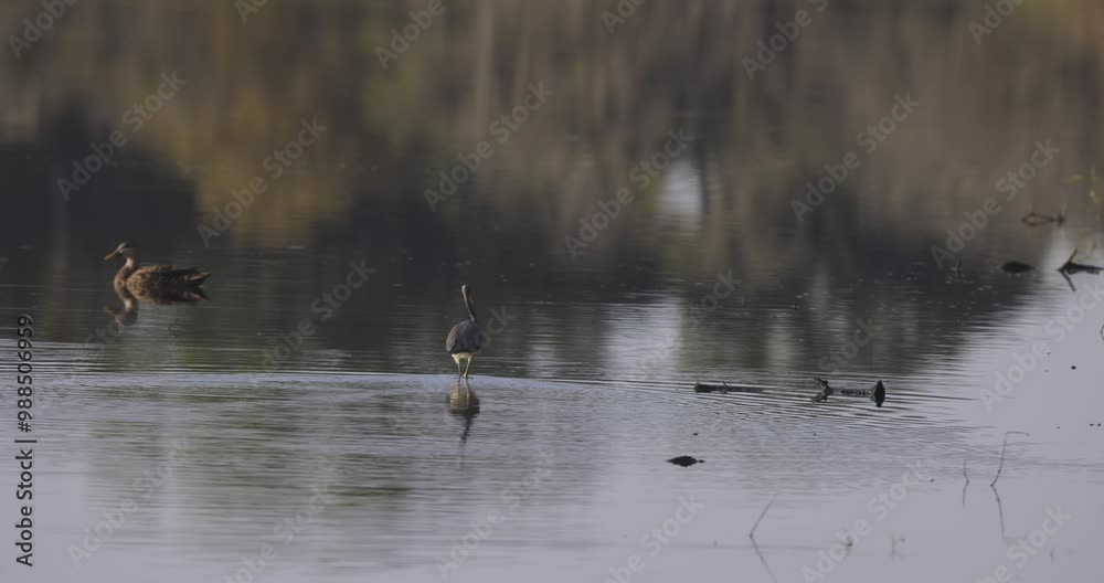 Tri Colored Heron walking out into shallow water with female mallard duck and trees reflection in Florida Myakka River State Park Tri Colored Heron walking out into shallow water with female mallard duck and trees reflection in Florida Myakka River State Park