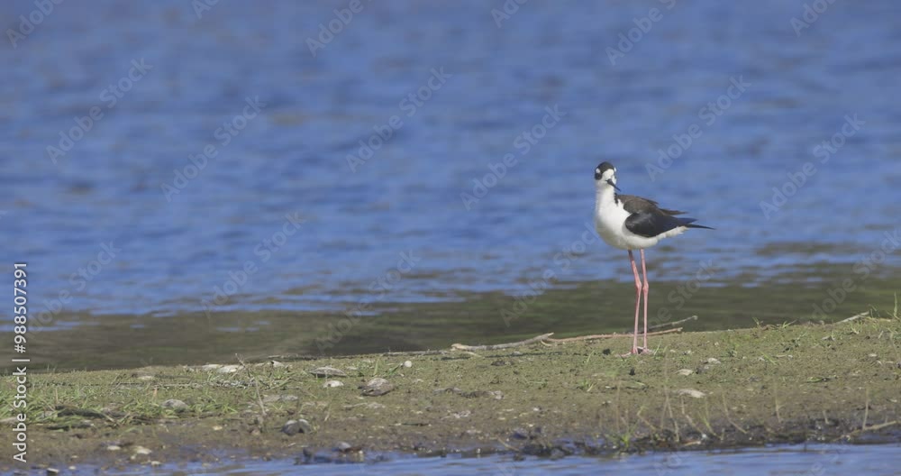 Black-necked stilt bird standing and walking along river bank in Slow Motion in Florida's Myakka River State Park Black-necked stilt bird standing and walking along river bank in Slow Motion in Florida's Myakka River State Park