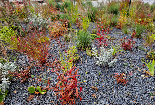 ornamental flowerbed with perennials and stones made of gray granite, mulched pebbles in the city garden, prairie, ornamental grass, terrace by the pool mulching pebble, purple, white photo