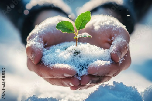 Hands holding a small plant in the snow, symbolizing growth and resilience in winter