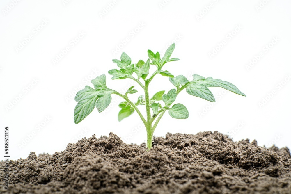 Plant sprout growing in nutrient-rich soil, symbolizing natural growth and sustainable agriculture. Plant sprout growing in nutrient-rich soil, symbolizing natural growth and sustainable agriculture.