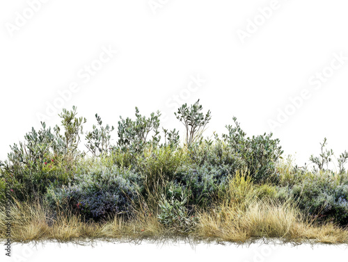 Green shrubs with grass, white isolate background.