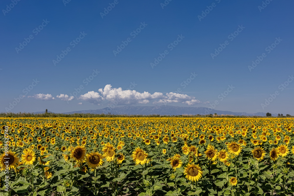 A breathtaking view of a vast sunflower field in full bloom under a clear sky, capturing the vibrant yellow petals and lush green leaves of the sunflowers.