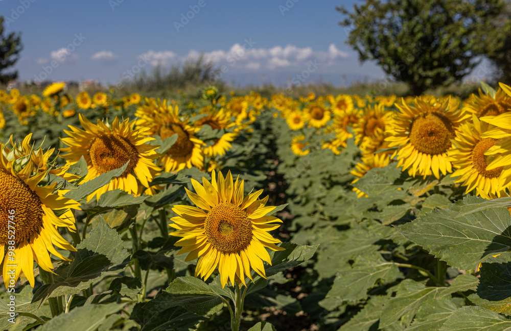 Sunflowers in the field close-up, agriculture, harvest, bright, beautiful, summer, spring, nature, village, yellow