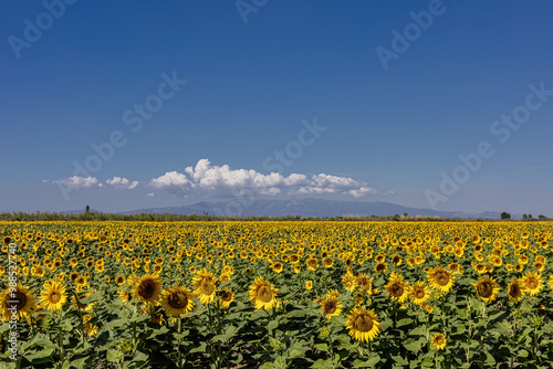 Obraz na płótnie A breathtaking view of a vast sunflower field in full bloom under a clear sky, capturing the vibrant yellow petals and lush green leaves of the sunflowers. w salonie