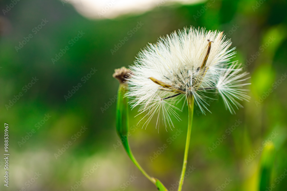 A close-up of a dandelion seed head, with seeds ready to disperse, set against a blurred green background A close-up of a dandelion seed head, with seeds ready to disperse, set against a blurred green background