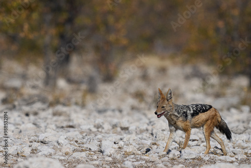 Black-backed Jackal (Canis mesomelas) approaching a waterhole in Etosha National Park, Namibia photo