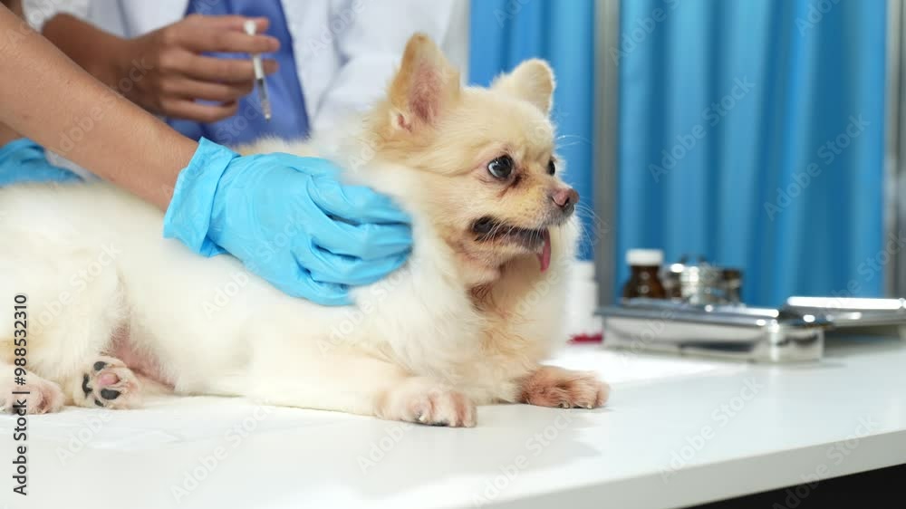 Veterinary laboratories - Injection dogs. Veterinary laboratories - Injection dogs.