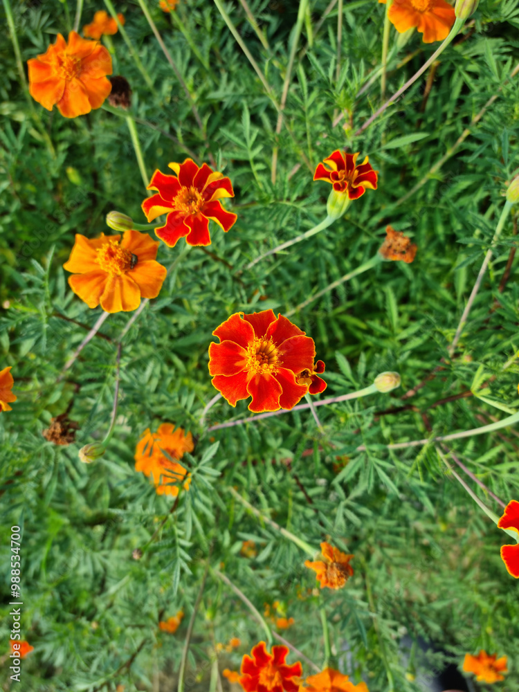 These are red marigolds blooming in the flower bed.