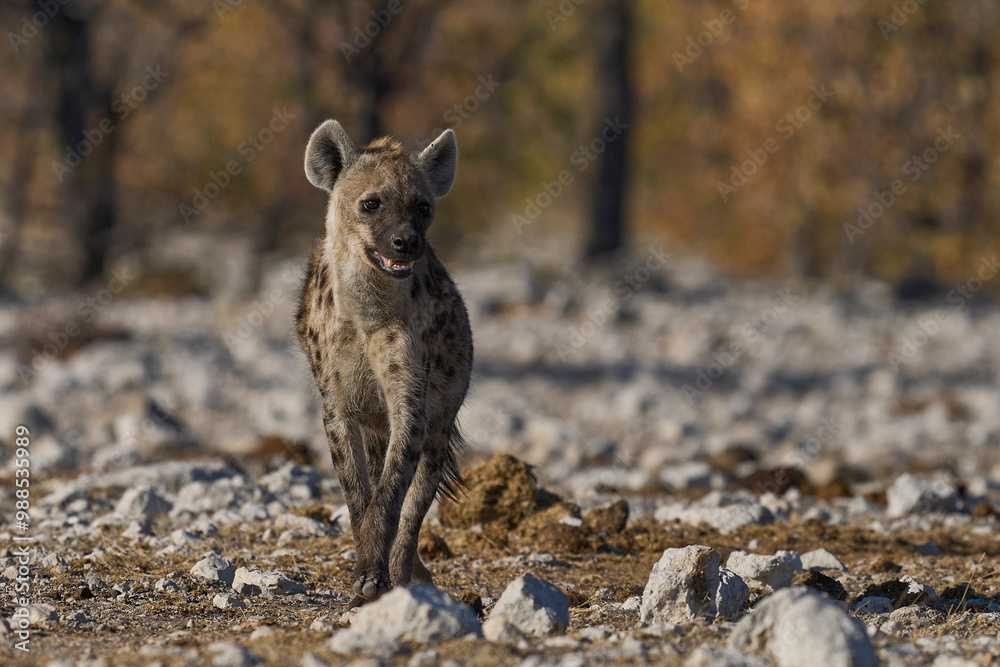 Spotted Hyaena (Crocuta crocuta) approaching a waterhole along a game trail in Etosha National Park, Namibia