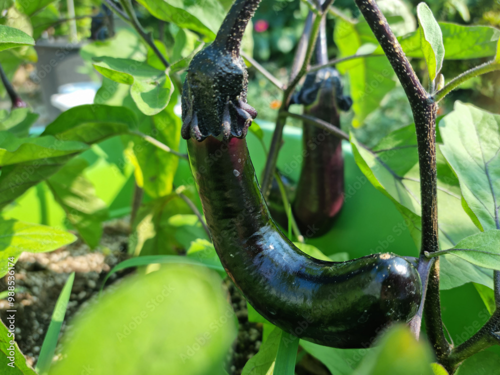 Fototapeta premium Close-up of ripe eggplant fruit.