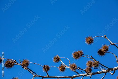 晩秋のモミジバフウ
