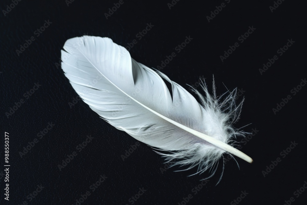 Single Feather. White Bird Feather Isolated on Black Background