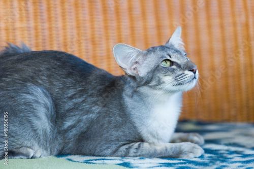 Liegende Orientalisch Langhaar Katze