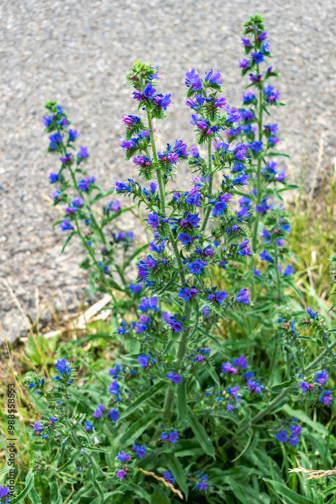 Obraz premium Viper's bugloss echium vulgare flower, beautiful blue flowers