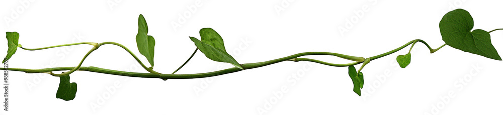 Vine plant, green leaves on transparent background Vine plant, green leaves on transparent background