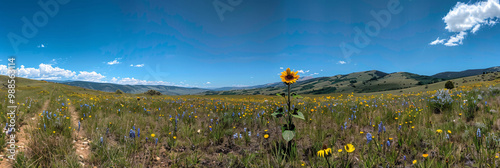 Serene meadow with wildflowers on the left side and a dry patch of earth on the right and a single sunflower stands tall in the middle and with a clear blue sky and a few fluffy clouds above. 