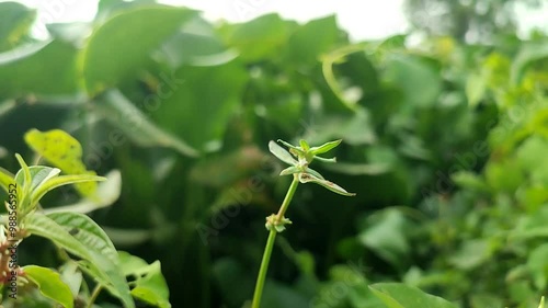 green peas growing in the garden photo