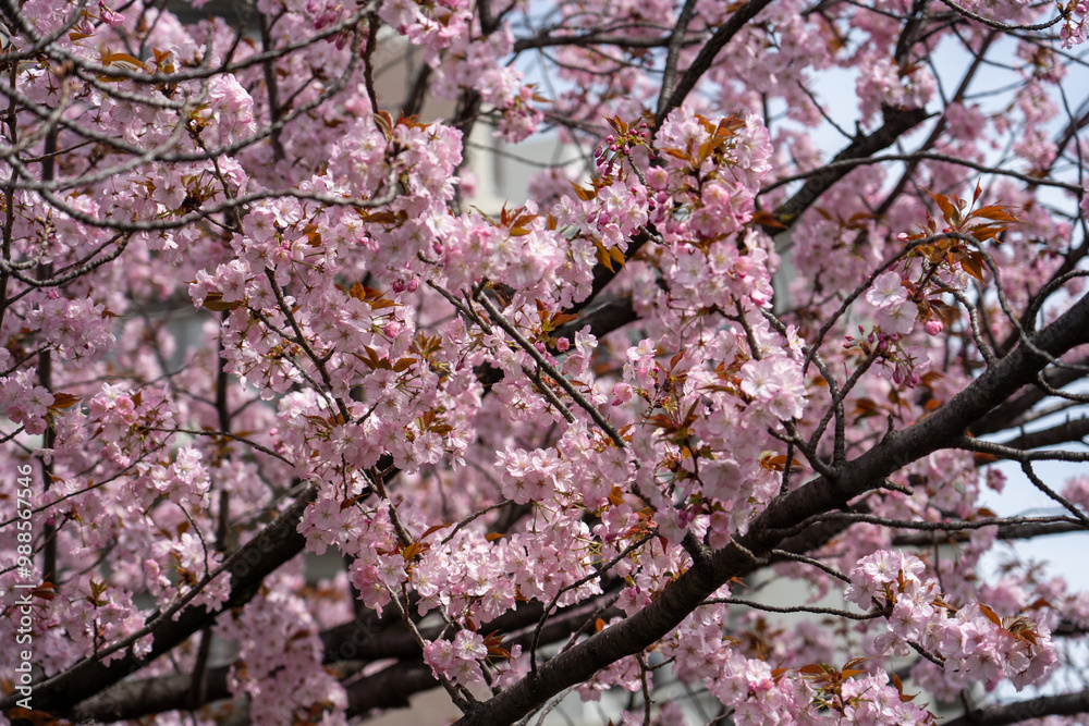 【大阪】造幣局の桜の通り抜け / 【Osaka】Osaka Mint Bureau Cherry Blossom Viewing 【大阪】造幣局の桜の通り抜け / 【Osaka】Osaka Mint Bureau Cherry Blossom Viewing