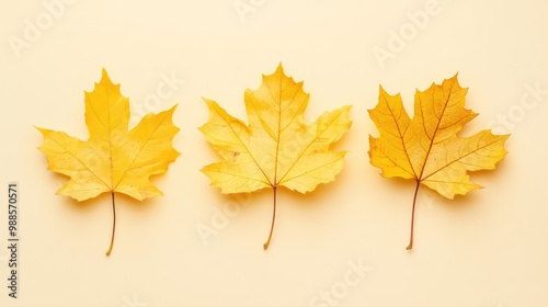 Three fall yellow maple leaves on beige background. Autumn aesthetics