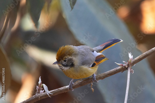 Bar-throated Minla, Chestnut-tailed Minla, Minla strigula, Pangolakha Wildlife Sanctuary, Sikkim, India photo