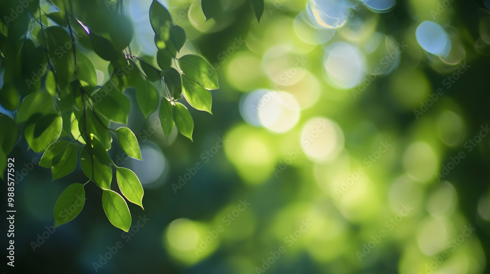 Blurred bokeh effect on a background of green tree leaves Blurred bokeh effect on a background of green tree leaves