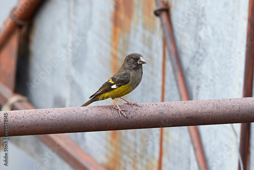 White-winged Grosbeak, Mycerobas carnipes, Pangolakha Wildlife Sanctuary, Sikkim, India. photo