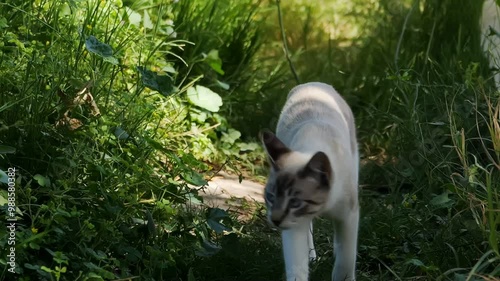 kitten in garden walking towards camera