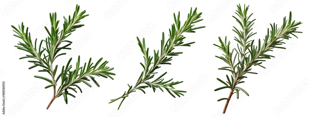set of rosemary leaf isolated on transparent background set of rosemary leaf isolated on transparent background
