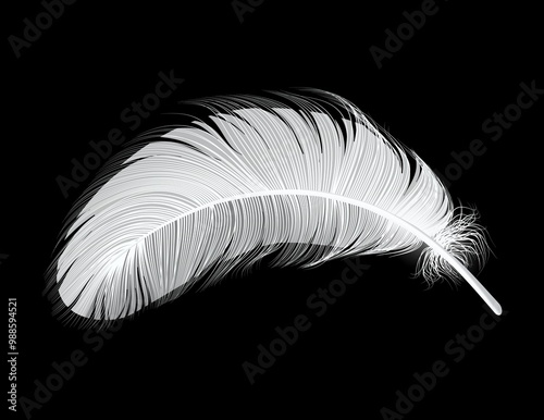 white feather isolated on a black background photo