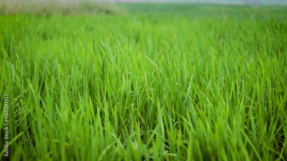 Green rice crops in the rice field flowing freely in the wind Green rice crops in the rice field flowing freely in the wind