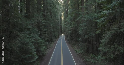 Car with headlights on drives towards camera, flight along straight road through Avenue of the Giants Redwood forest. photo