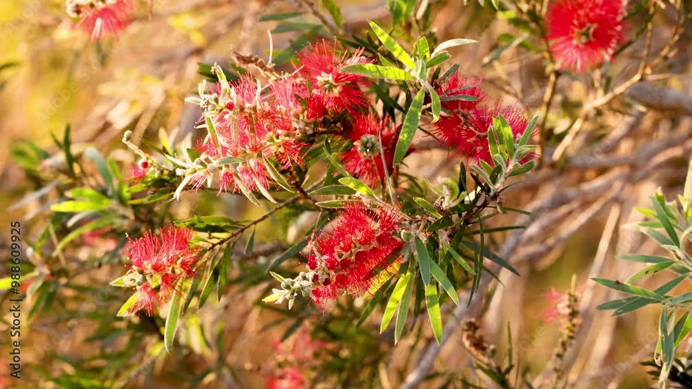 Bottlebrush Flowers in Gold Coast Bottlebrush Flowers in Gold Coast
