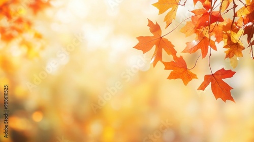 Autumn leaves with golden sunlight