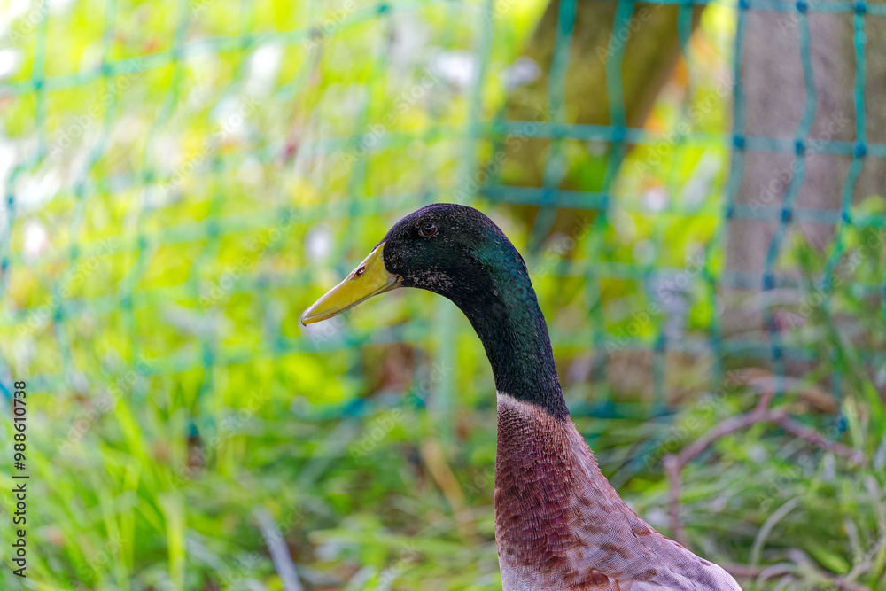 Naklejka premium Close-up headshot of one mal Indian runner duck at farm at Swiss City of Zürich on a cloudy summer afternoon. Photo taken August 25th, 2023, Zurich, Switzerland.