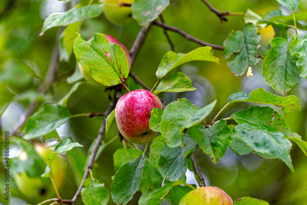 Φωτογραφία Close-up of beautiful organic apple hanging on apple tree at Swiss City of Zürich on a cloudy summer day