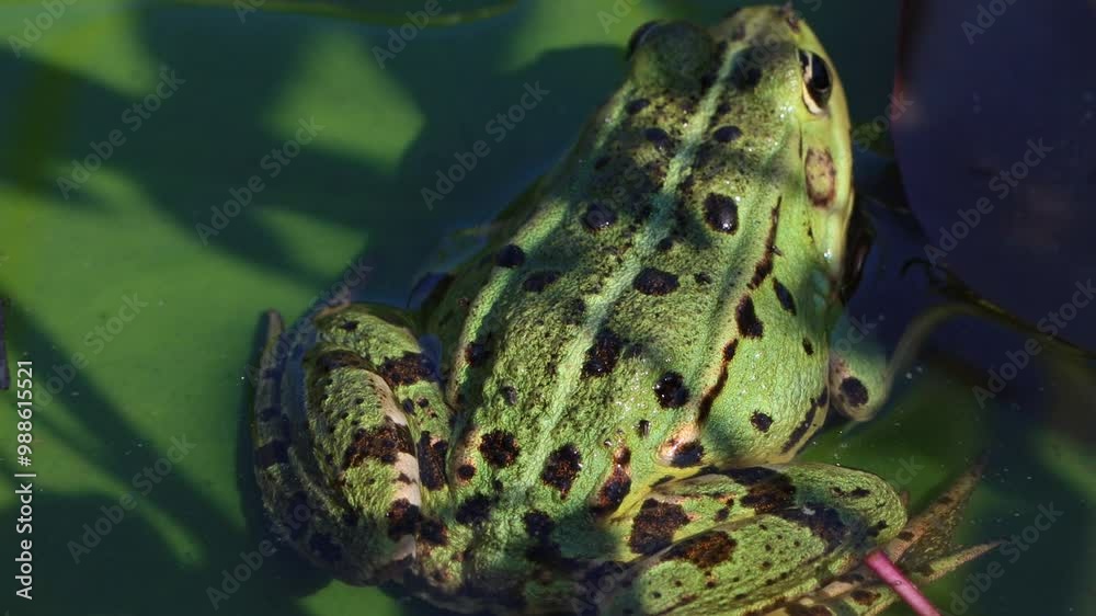 frog sitting on a water lily leaf frog sitting on a water lily leaf