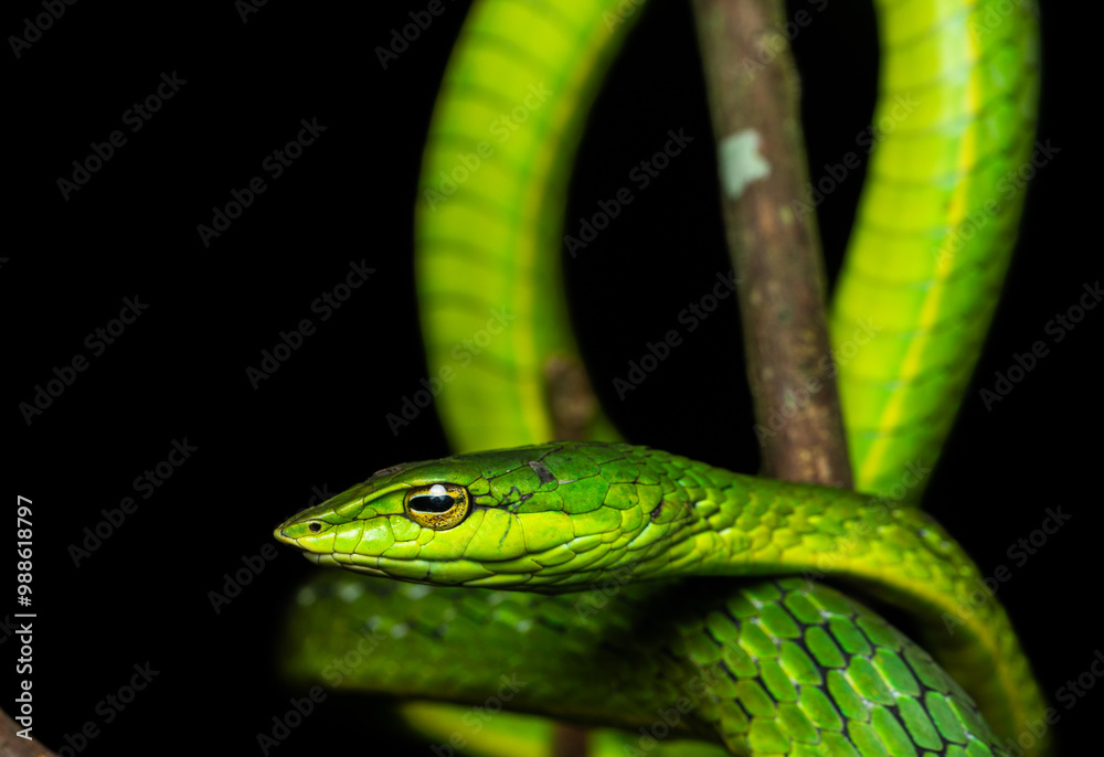 A Large scale pit viper shot in munnar hills in south india A Large scale pit viper shot in munnar hills in south india