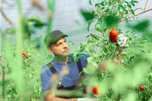 Worker in a small organic greenhouse picking tomato and taking care of plants.